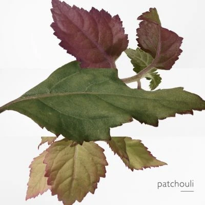 Twilly D'Hermès Eau Poivrée Eau De Parfum - Image 7